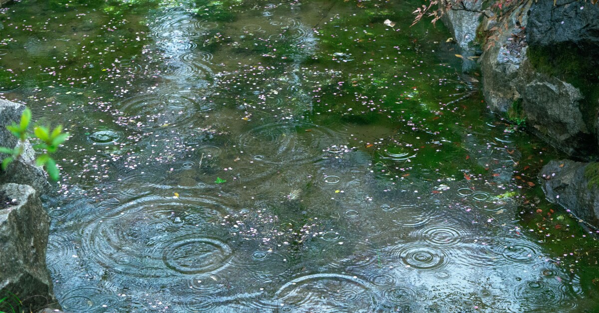 Raindrops making rings across a pond