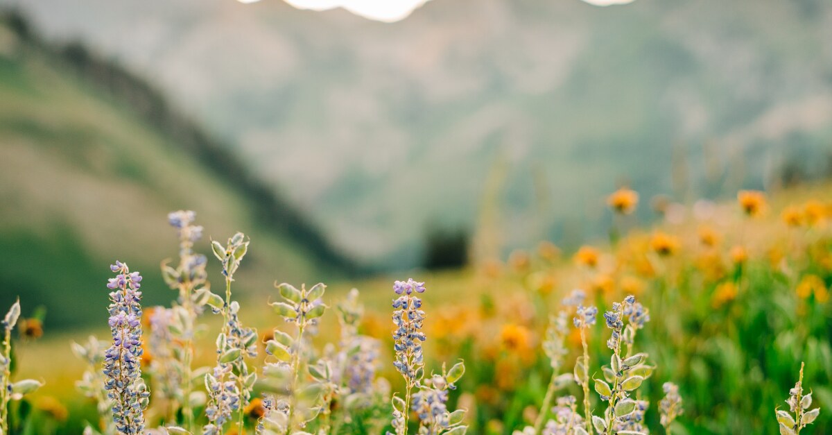 Wildflowers in a sunlit meadow