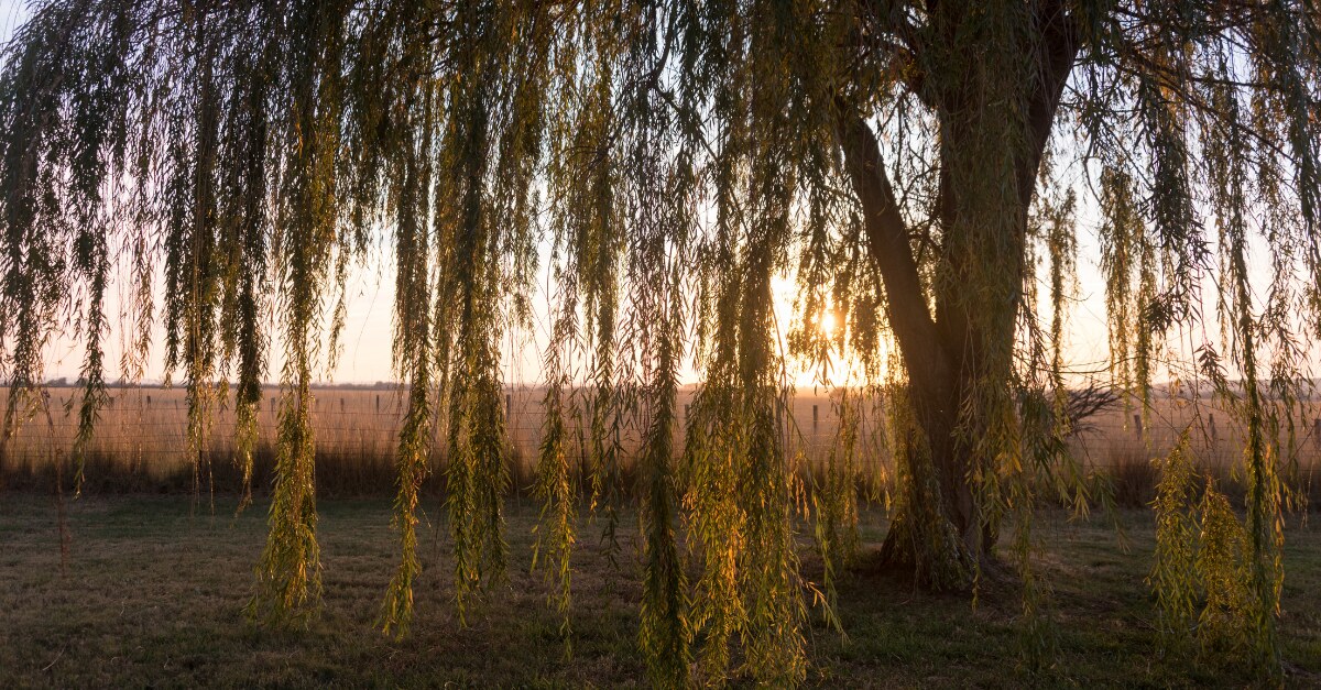 Willow branches in warm evening light